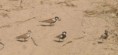 /album/photogallery/chestnut-backed-sparrow-larks-tendaba-jpg/